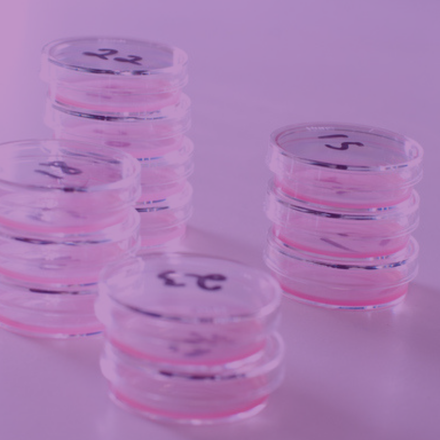 Purple PetriDish